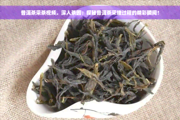 普洱茶采茶视频，深入茶园：探秘普洱茶采摘过程的精彩瞬间！