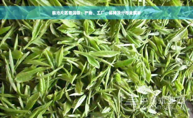 临沧片区普洱茶：产地、工厂、品种及分布全解析