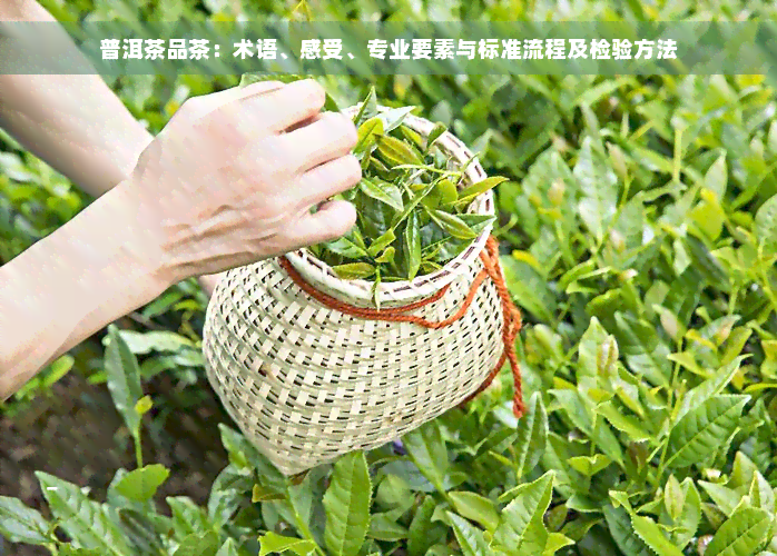 普洱茶品茶：术语、感受、专业要素与标准流程及检验方法