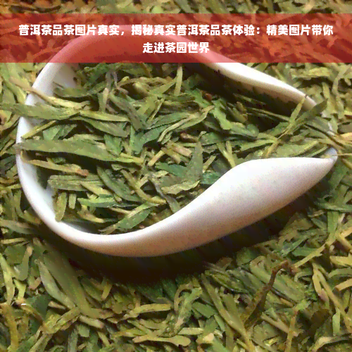 普洱茶品茶图片真实，揭秘真实普洱茶品茶体验：精美图片带你走进茶园世界