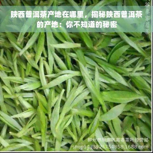 陕西普洱茶产地在哪里，揭秘陕西普洱茶的产地：你不知道的秘密