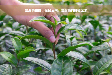 普洱茶拍摄，探秘云南：普洱茶的拍摄艺术