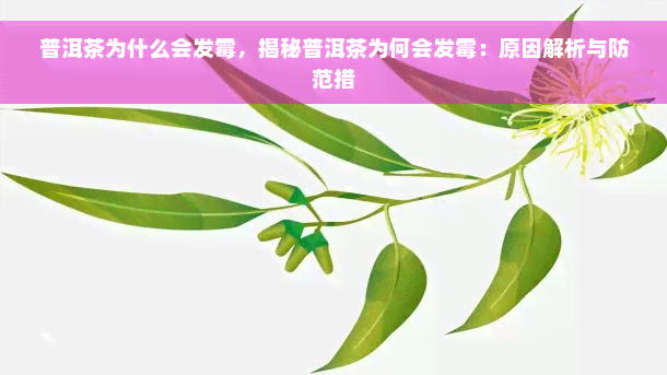 普洱茶为什么会发霉，揭秘普洱茶为何会发霉：原因解析与防范措