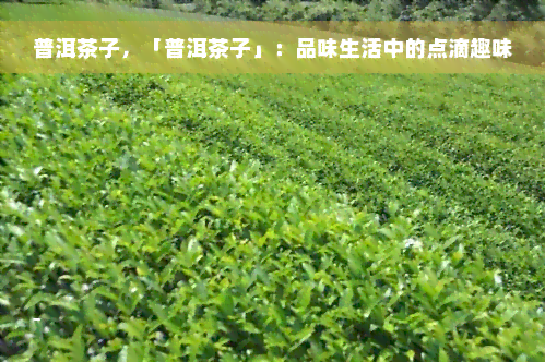 普洱茶子，「普洱茶子」：品味生活中的点滴趣味