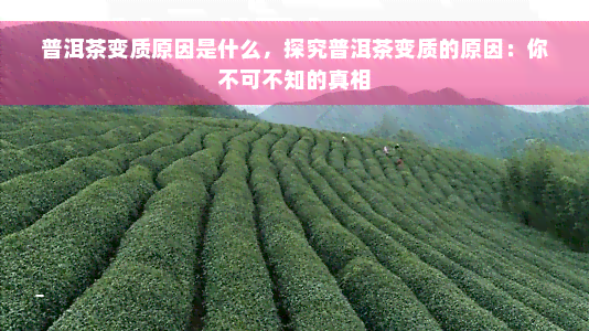 普洱茶变质原因是什么，探究普洱茶变质的原因：你不可不知的真相