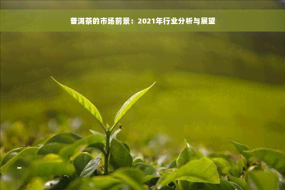 普洱茶的市场前景：2021年行业分析与展望