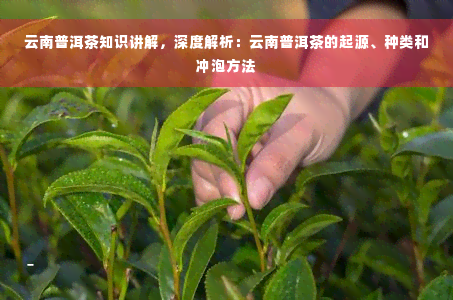 云南普洱茶知识讲解，深度解析：云南普洱茶的起源、种类和冲泡方法