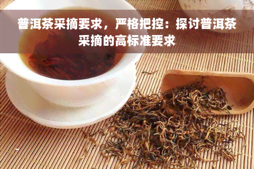 普洱茶采摘要求，严格把控：探讨普洱茶采摘的高标准要求