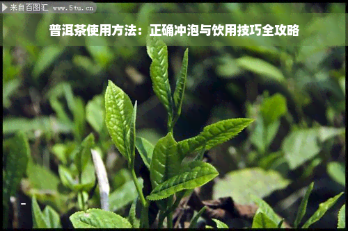 普洱茶使用方法：正确冲泡与饮用技巧全攻略