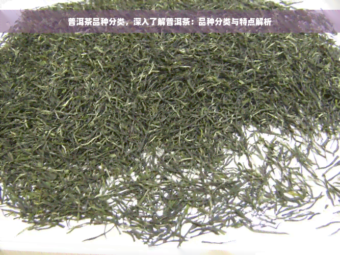 普洱茶品种分类，深入了解普洱茶：品种分类与特点解析