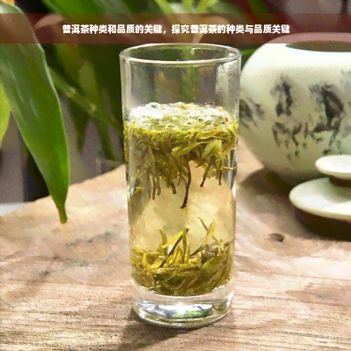 普洱茶种类和品质的关键，探究普洱茶的种类与品质关键