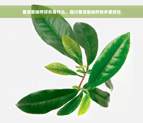 普洱茶挂件好处是什么，探讨普洱茶挂件的多重好处