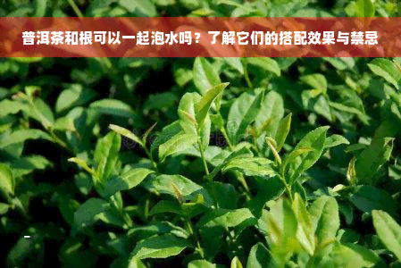 普洱茶和根可以一起泡水吗？了解它们的搭配效果与禁忌