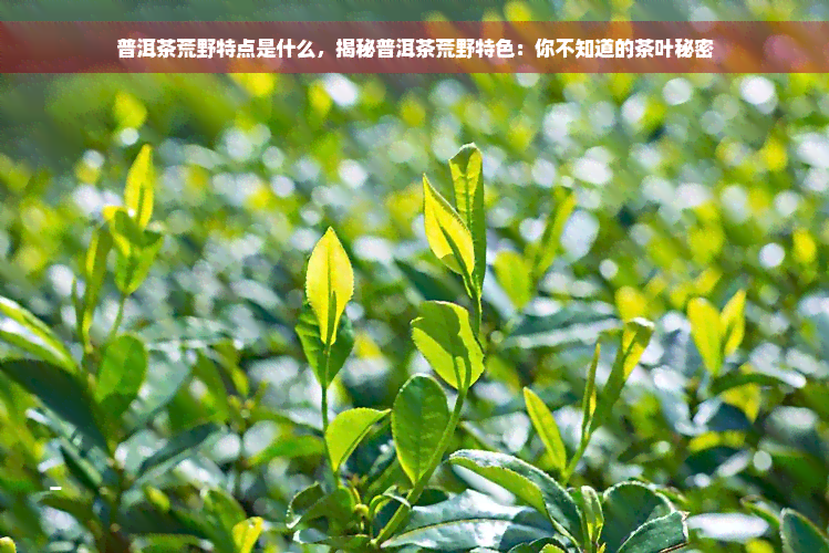 普洱茶荒野特点是什么，揭秘普洱茶荒野特色：你不知道的茶叶秘密