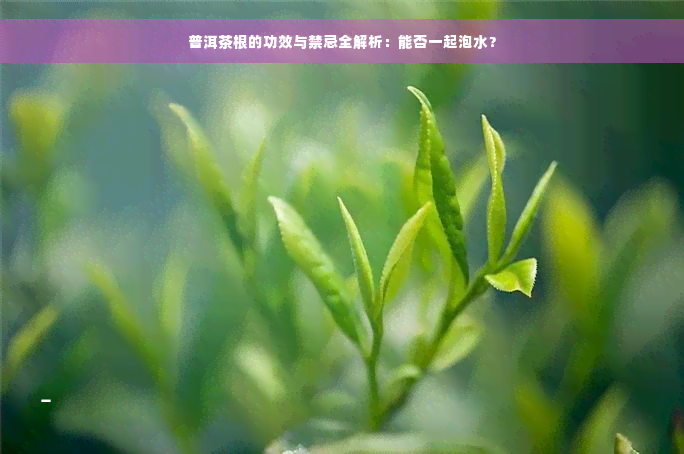 普洱茶根的功效与禁忌全解析：能否一起泡水？