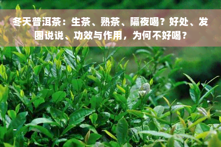 冬天普洱茶：生茶、熟茶、隔夜喝？好处、发圈说说、功效与作用，为何不好喝？