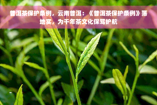 普洱茶保护条例，云南普洱：《普洱茶保护条例》落地实，为千年茶文化保驾护航