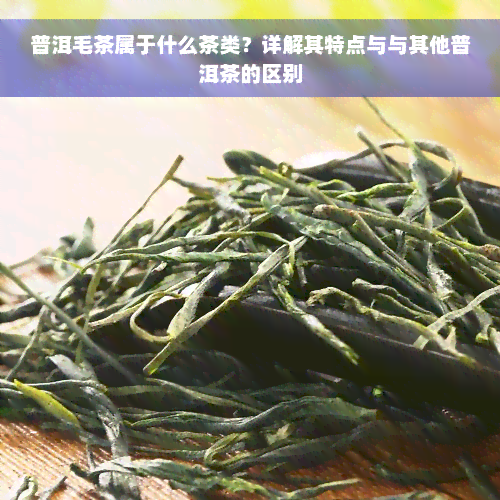 普洱毛茶属于什么茶类？详解其特点与与其他普洱茶的区别