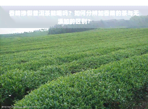 香精掺假普洱茶能喝吗？如何分辨加香精的茶与无添加的区别？