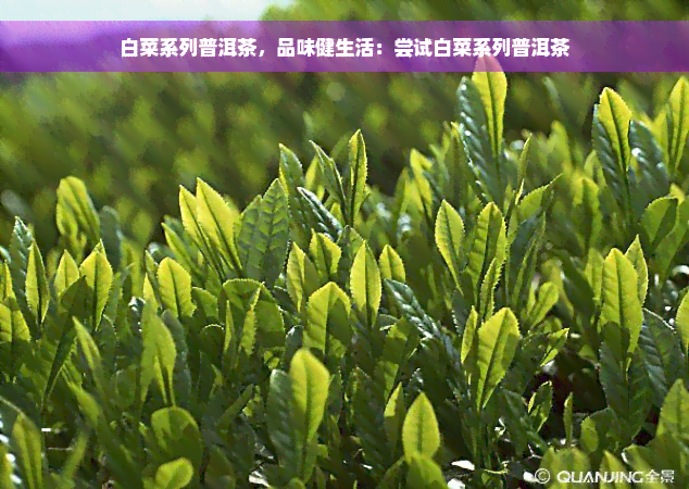 白菜系列普洱茶，品味健生活：尝试白菜系列普洱茶