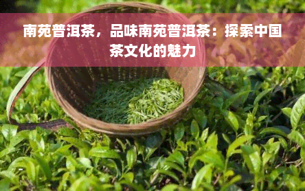 南苑普洱茶，品味南苑普洱茶：探索中国茶文化的魅力