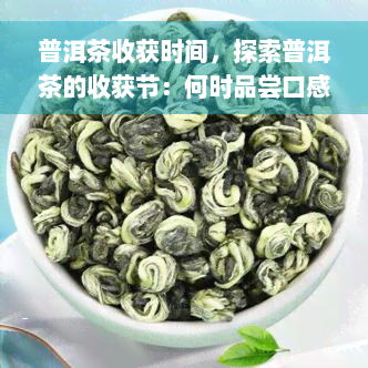 普洱茶收获时间，探索普洱茶的收获节：何时品尝口感？