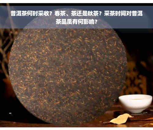 普洱茶何时采收？春茶、茶还是秋茶？采茶时间对普洱茶品质有何影响？