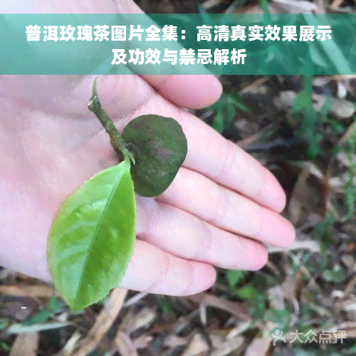 普洱玫瑰茶图片全集：高 *** 实效果展示及功效与禁忌解析