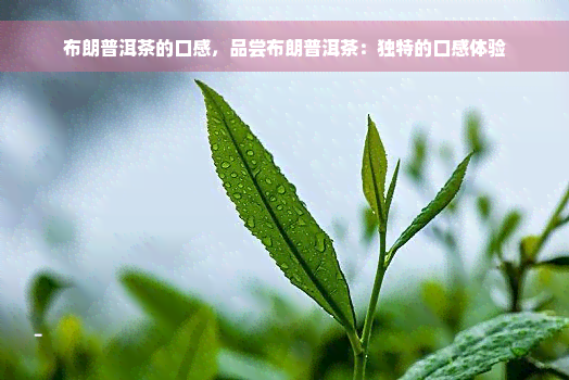 布朗普洱茶的口感，品尝布朗普洱茶：独特的口感体验