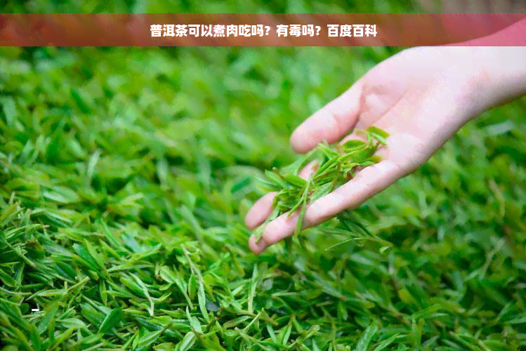 普洱茶可以煮肉吃吗？有毒吗？百度百科