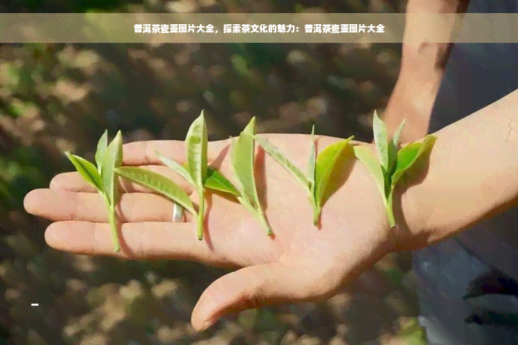 普洱茶瓷壶图片大全，探索茶文化的魅力：普洱茶瓷壶图片大全