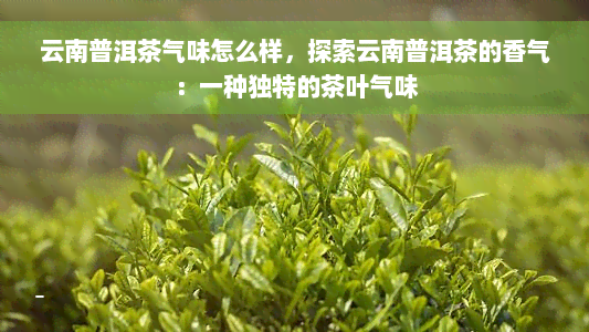 云南普洱茶气味怎么样，探索云南普洱茶的香气：一种独特的茶叶气味