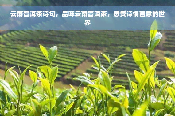 云南普洱茶诗句，品味云南普洱茶，感受诗情画意的世界