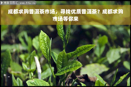 成都求购普洱茶市场，寻找优质普洱茶？成都求购市场等你来