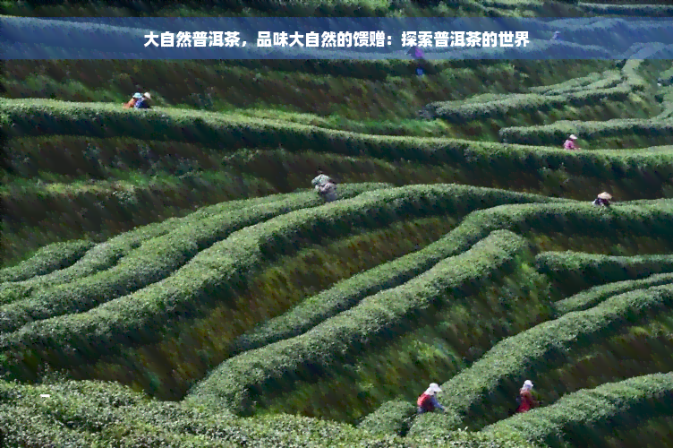 大自然普洱茶，品味大自然的馈赠：探索普洱茶的世界