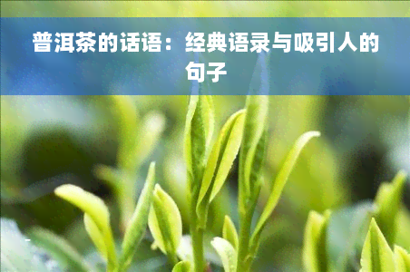 普洱茶的话语：经典语录与吸引人的句子