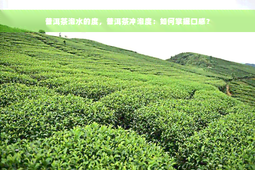 普洱茶泡水的度，普洱茶冲泡度：如何掌握口感？