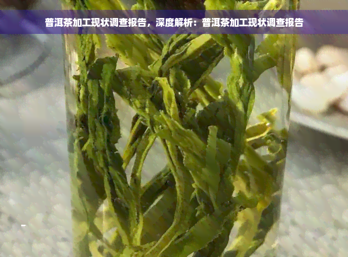 普洱茶加工现状调查报告，深度解析：普洱茶加工现状调查报告