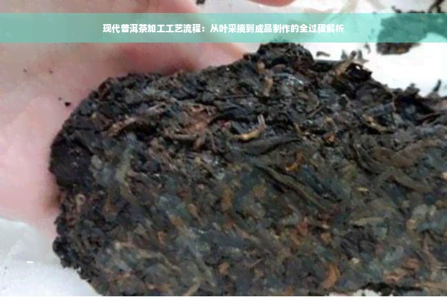 现代普洱茶加工工艺流程：从叶采摘到成品制作的全过程解析