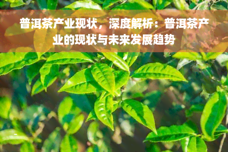 普洱茶产业现状，深度解析：普洱茶产业的现状与未来发展趋势