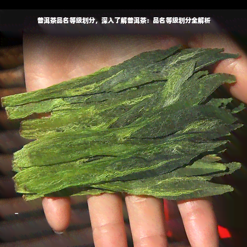 普洱茶品名等级划分，深入了解普洱茶：品名等级划分全解析