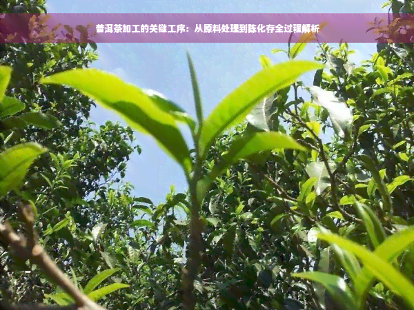 普洱茶加工的关键工序：从原料处理到陈化存全过程解析