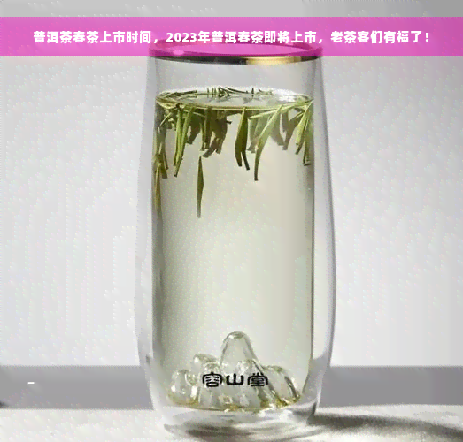 普洱茶春茶上市时间，2023年普洱春茶即将上市，老茶客们有福了！