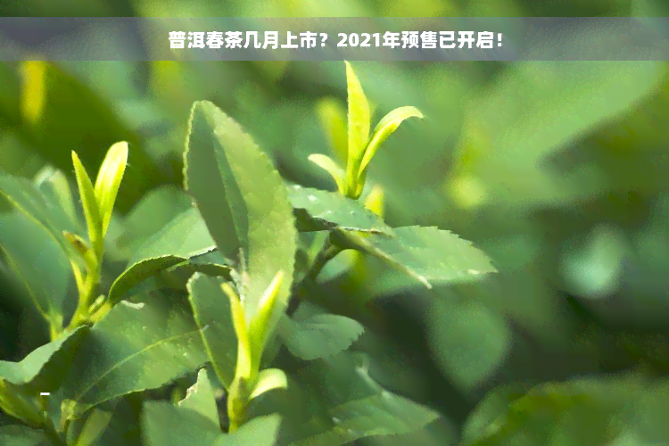 普洱春茶几月上市？2021年预售已开启！