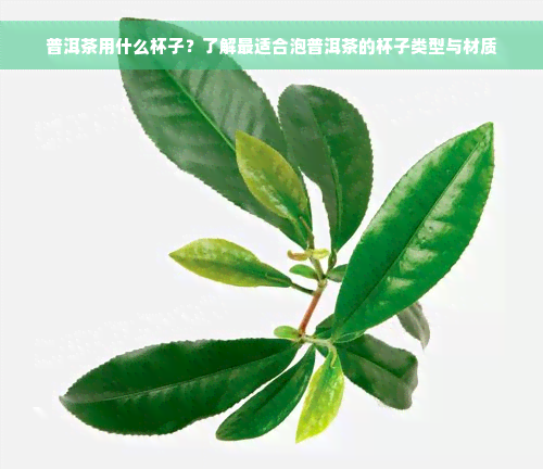 普洱茶用什么杯子？了解最适合泡普洱茶的杯子类型与材质