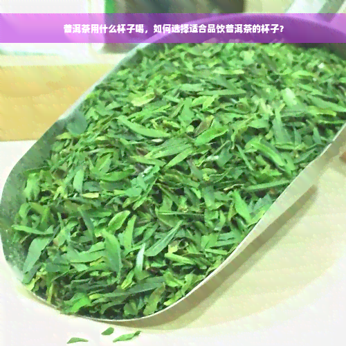 普洱茶用什么杯子喝，如何选择适合品饮普洱茶的杯子？