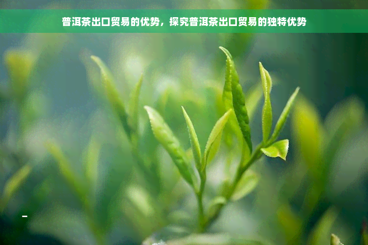 普洱茶出口贸易的优势，探究普洱茶出口贸易的独特优势