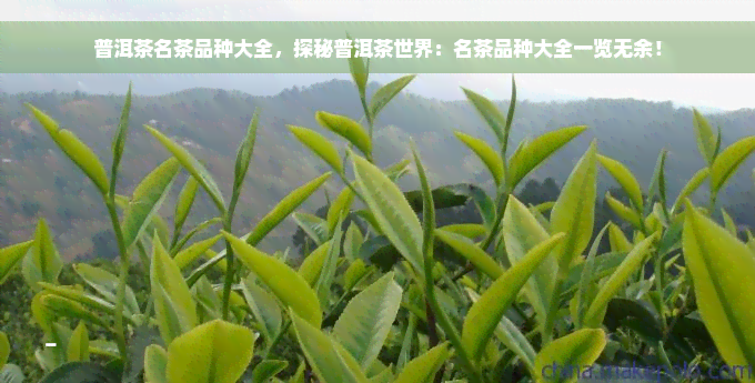 普洱茶名茶品种大全，探秘普洱茶世界：名茶品种大全一览无余！