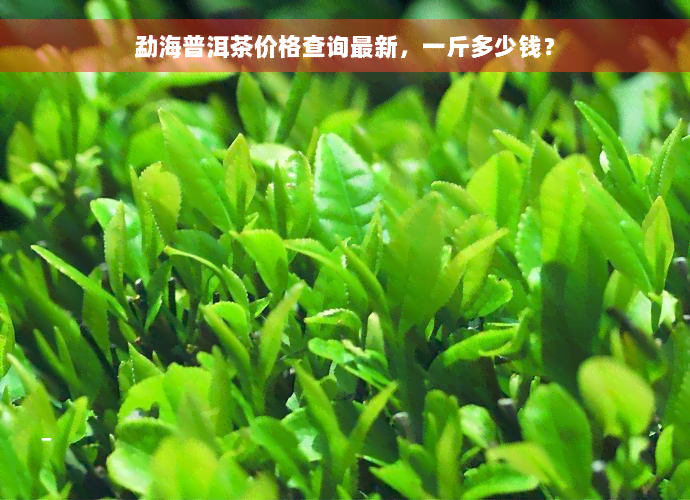 勐海普洱茶价格查询最新，一斤多少钱？