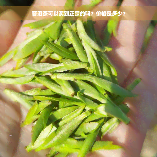 普洱茶可以买到正宗的吗？价格是多少？